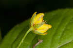 Whorled yellow loosestrife